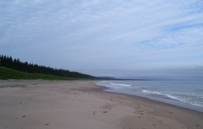 Black Bears in Labrador